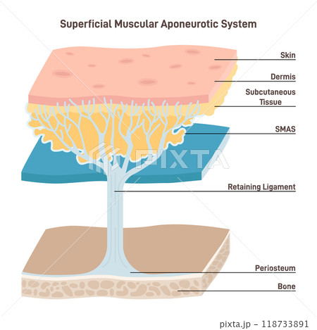Superficial muscular aponeurotic system. Tissue plane of the face covering the cheek. Connects face and neck muscles to the skin. Flat vector illustration 118733891