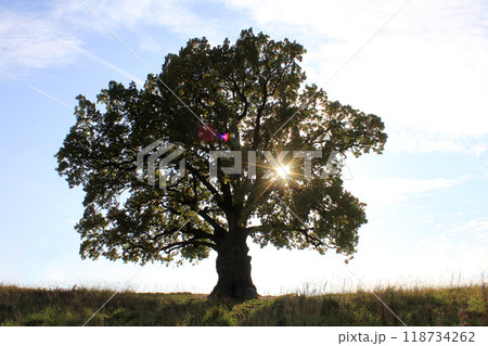 an oak tree with a large crown in autumn. of natural monuments, caring for nature. Golden autumn 118734262