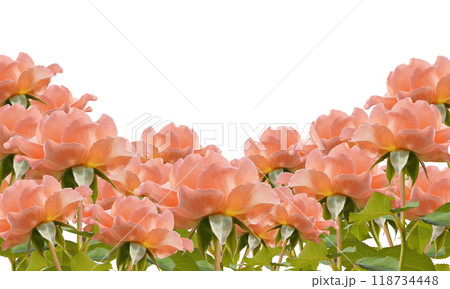 beautiful many orange roses Place it directly below on a white background, nature, love, valentine, decor, fashion, gift, religion, buddha beautiful many orange roses Place it directly below on a white background, nature, love, valentine, decor, fashion, gift, religion, buddha 118734448