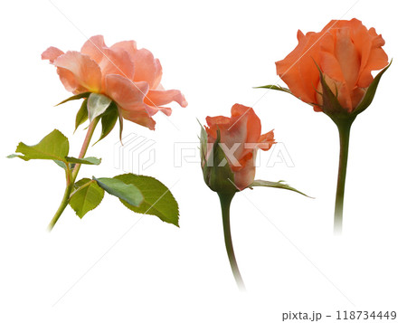 beautiful two orange rose buds and two orange rose blooms flower on white background, nature, love, valentine, decor, fashion beautiful two orange rose buds and two orange rose blooms flower on white background, nature, love, valentine, decor, fashion 118734449