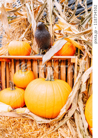 pumpkin patch at farm 118734502