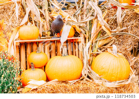 pumpkin patch at farm pumpkin patch at farm 118734503