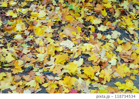 Vibrant fall foliage 118734534
