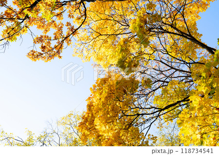 Vibrant fall foliage 118734541
