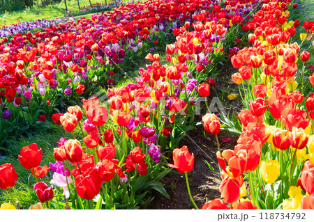 Dutch yellow tulip fields in sunny day 118734792