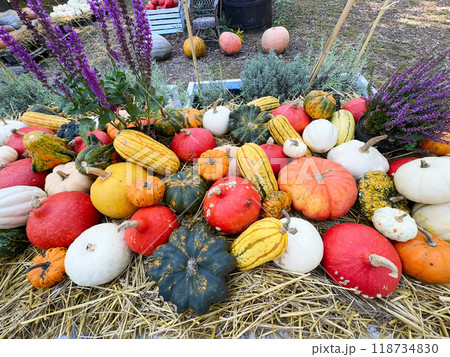 pumpkin patch at farm pumpkin patch at farm 118734830