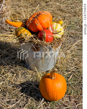 pumpkin patch at farm pumpkin patch at farm 118734834