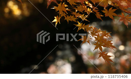 秋の色に変わり始めた楓の葉 118735406