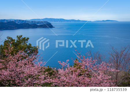 四浦半島の河津桜と豊後水道 118735539