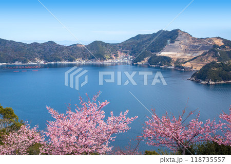 四浦半島と河津桜 118735557