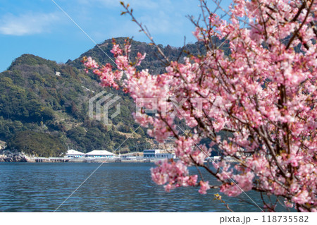 四浦半島の河津桜とつくみイルカ島 四浦半島の河津桜とつくみイルカ島 118735582