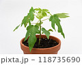 Porodok plant Papaya or a yed tree, close-up on a white background 118735690
