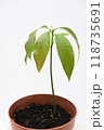 The sprout of the plant Mango in a plastic cup, close to a white background 118735691