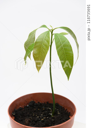 The sprout of the plant Mango in a plastic cup, close to a white background 118735691