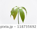 The growth of the Mango plant, close-up on a white background 118735692