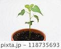 The growth of the plant Tespeia Sumatra, close-up on a white background 118735693