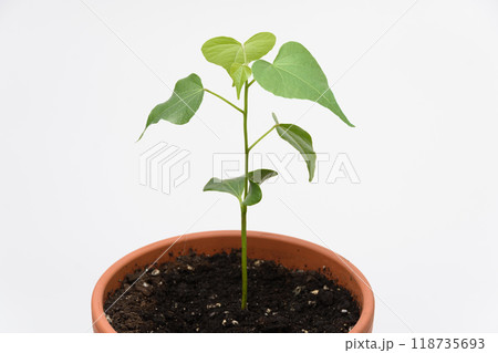 The growth of the plant Tespeia Sumatra, close-up on a white background 118735693