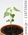 The growth of the plant Tespeia Sumatra, close-up on a white background 118735694