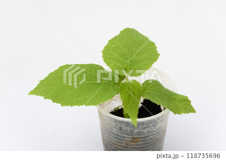 The growth of the two-month plant of quis quis Actinidy, close-up on a white background 118735696