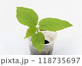 The growth of the plant of quis quis Actinidia, close-up on the white background 118735697