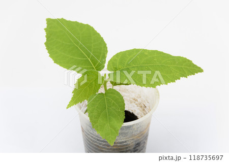 The growth of the plant of quis quis Actinidia, close-up on the white background 118735697
