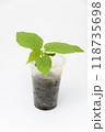 Sprout of the plant quisio actinidia in a plastic cup, close-up on a white background 118735698