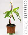 The plant grower Kallysia is suffocation, golden ose 118735699