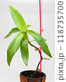 The growth of the plant Callysis is scented, golden cus, close-up on a white background 118735700