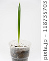 Grotling of plants Date palm, close-up on a white background 118735703