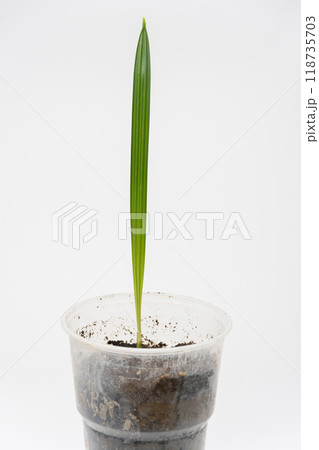 Grotling of plants Date palm, close-up on a white background 118735703