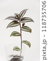 Groo plant plant Tradscancia zombina, close-up on a white background 118735706