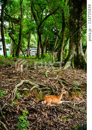 Nara Park with pond and deers, in Nara, Japan Nara Park with pond and deers, in Nara, Japan 118735839