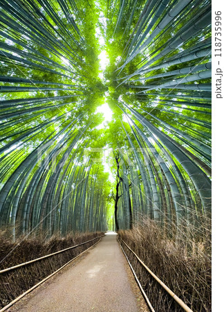 Arashiyama Bamboo Forest in Kyoto, Japan 118735996