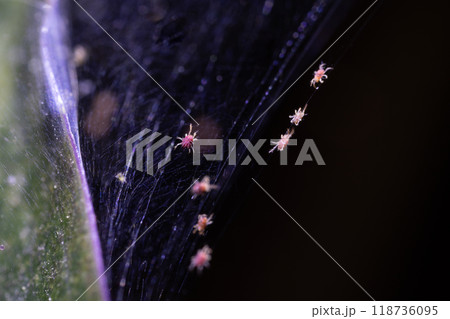 Tetranychus urticae red spider mite or two-spotted spider mite 118736095