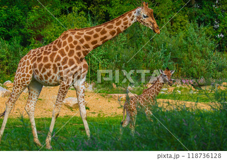 Giraffe in selective focus on green natural background Giraffe in selective focus on green natural background 118736128