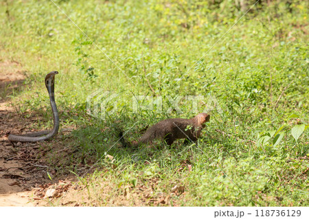 mongoose fights with an aggressive cobra in the wild mongoose fights with an aggressive cobra in the wild 118736129