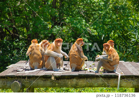 Proboscis Monkey Nasalis larvatus in mangrove rain forest 118736136