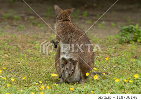 Bennett's wallaby Macropus or Notamacropus rufogriseus 118736148