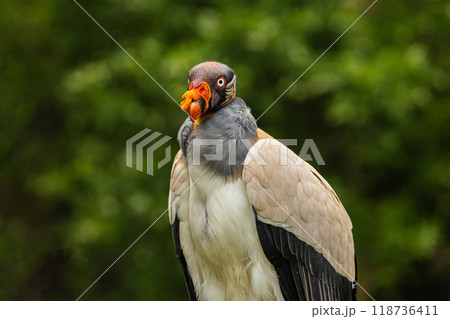 Portrait of king vulture with strict look Portrait of king vulture with strict look 118736411