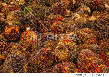 Fresh Fruit Bunch (FFB) in a Palm Oil...の写真素材 [118736416] - PIXTA