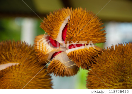 durian fruit partially opened up revealing resting inside thorny skins 118736436