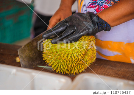 durian fruit partially opened up revealing resting inside thorny skins durian fruit partially opened up revealing resting inside thorny skins 118736437