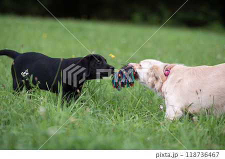 Two puppies tugging for a toy Two puppies tugging for a toy 118736467