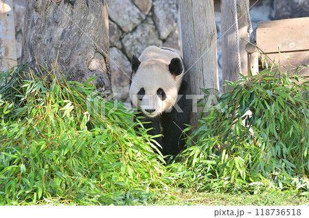 お散歩中の永浜 118736518