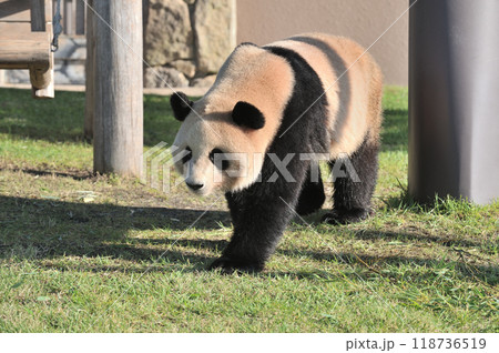 お散歩中の梅浜 118736519