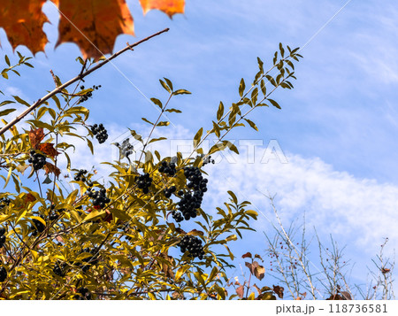 Colorful autumn leaves on the branches of trees against the blue sky Colorful autumn leaves on the branches of trees against the blue sky 118736581