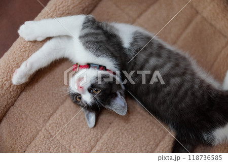 伸びをする猫 118736585