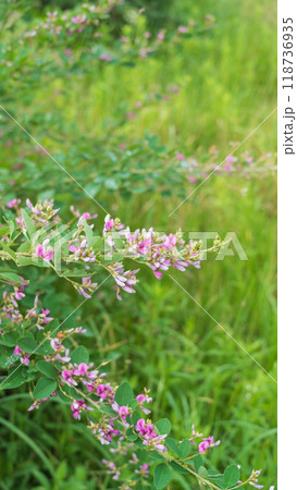 初秋に咲くハギの花 118736935
