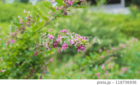 初秋に咲くハギの花 初秋に咲くハギの花 118736936