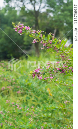 初秋に咲くハギの花 初秋に咲くハギの花 118736937